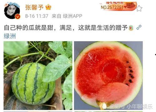在哪里可以吃娱乐圈的瓜